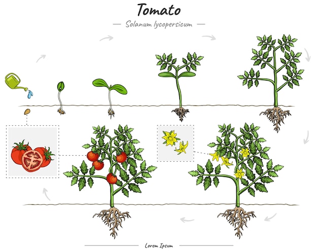 Desarrollo del árbol o planta de tomate en crecimiento Solanum lycopersicum