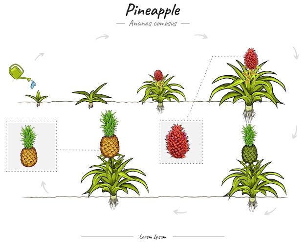 Vector desarrollo del cultivo de piña ananas comosus