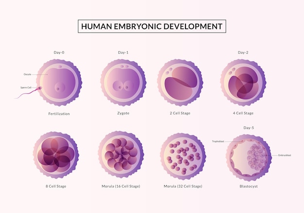 Vector desarrollo embrionario humano desde la ovulación hasta la implantación