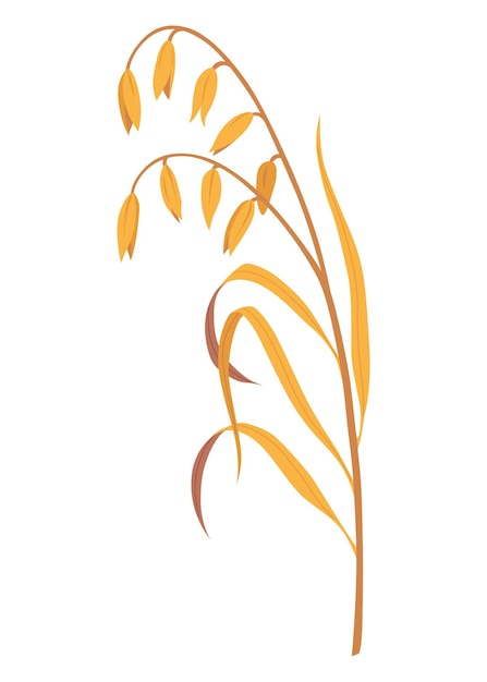 Desayuno de avena Alimentación alimentos plantas maduras Nutrición saludable concepto de comida Ilustración vectorial aislada en fondo blanco