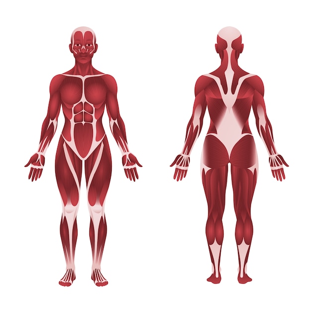 Detailed anatomical illustration of human musculature