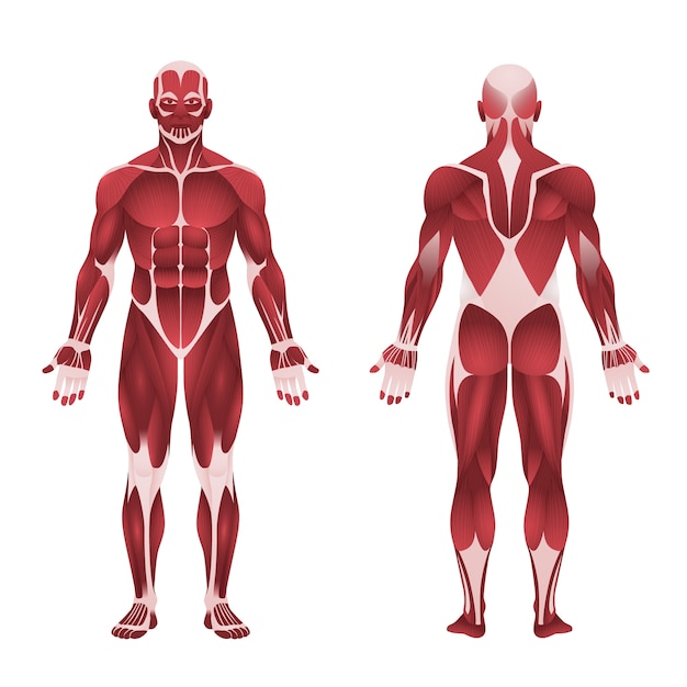 Detailed illustration of the human muscular system