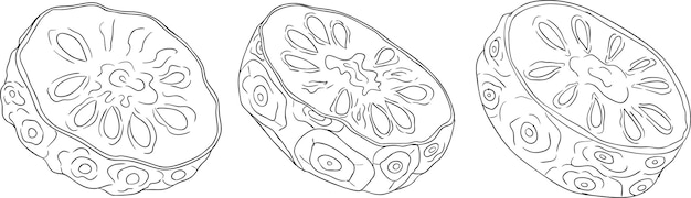 Detailed line art of noni fruitsIndian mulberry great morinda High quality versatile vector