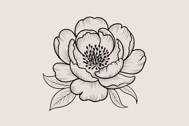 Detailed Line Art of a Peony Flower
