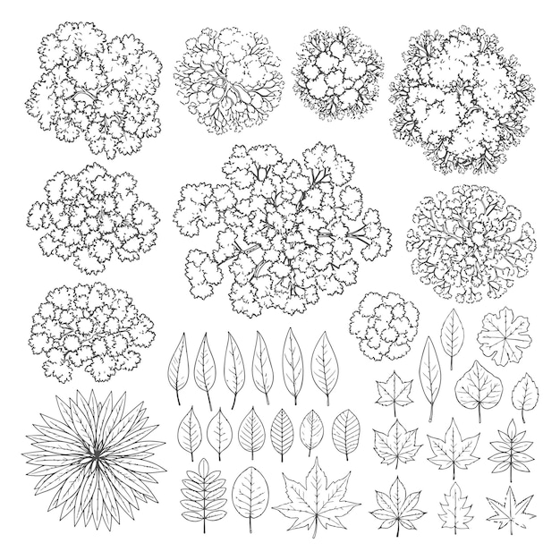 Detallado HandDrawn Tree Top View y Leaf Icon Vector Set para la arquitectura del paisaje y el diseño de jardines
