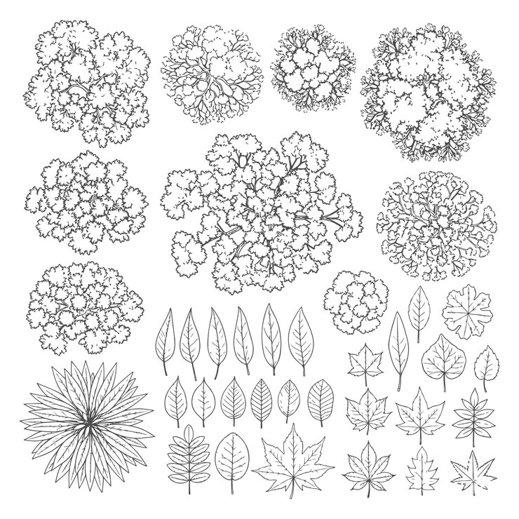 Vector detallado handdrawn tree top view y leaf icon vector set para la arquitectura del paisaje y el diseño de jardines