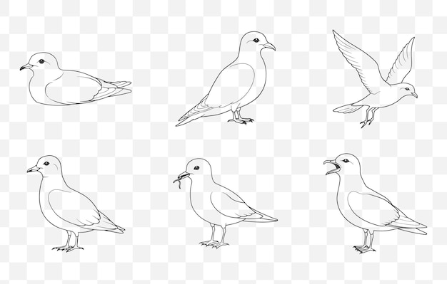 Detallado Storm Petrel Line Art Vector Set para ilustraciones y diseños con varias poses de Petrel