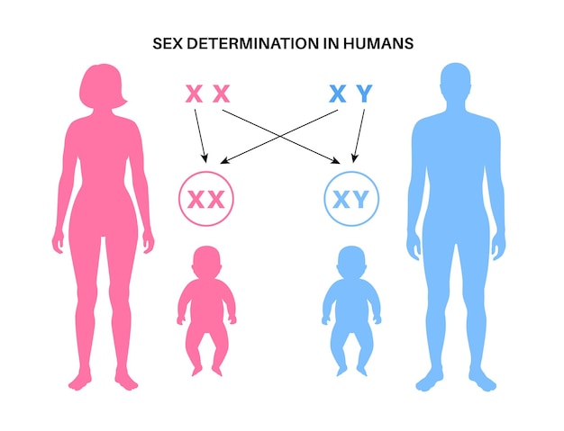 Vector determinación del sexo en los humanos vector infográfico de los cromosomas x e y del esperma y los óvulos masculinos y femeninos