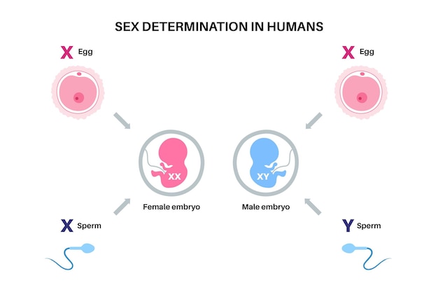 Vector determinación del sexo en los humanos vector infográfico de los cromosomas x e y del esperma y los óvulos masculinos y femeninos