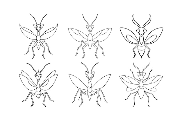 Devils Flower Mantis Idolomantis diabolica diseño etiquetado ilustración vectorial de arte de línea