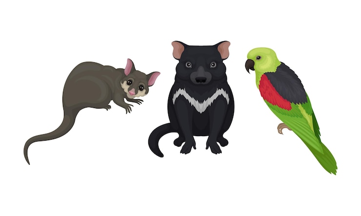 Vector el diablo de tasmania y el planeador de azúcar como animales australianos