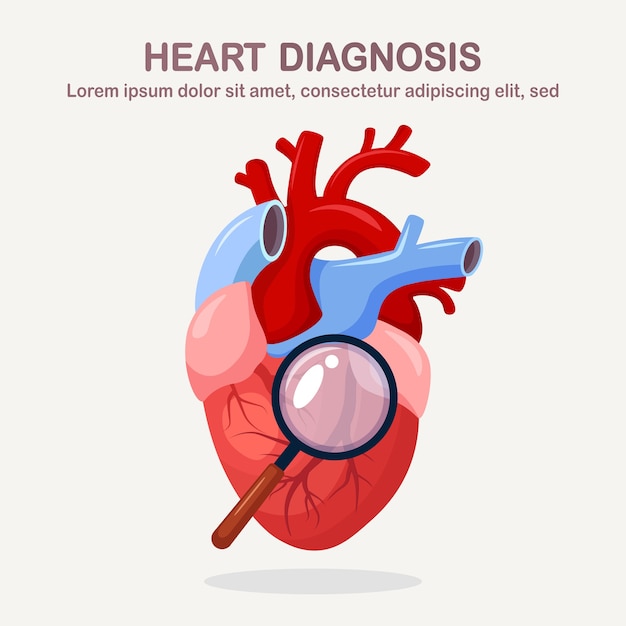 Vector diagnóstico del corazón humano. órgano con lupa. ð¡enfermedades fisiológicas, ataques
