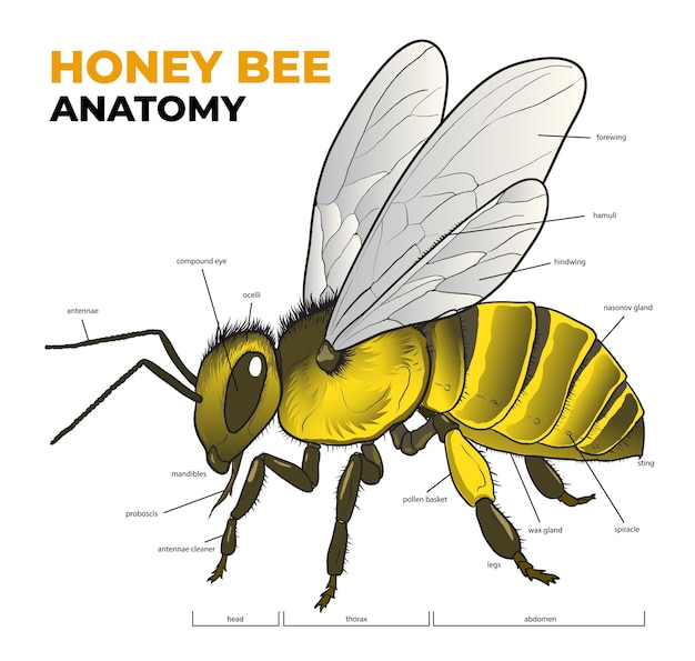 Diagrama de anatomía de la abeja melífera trabajadora