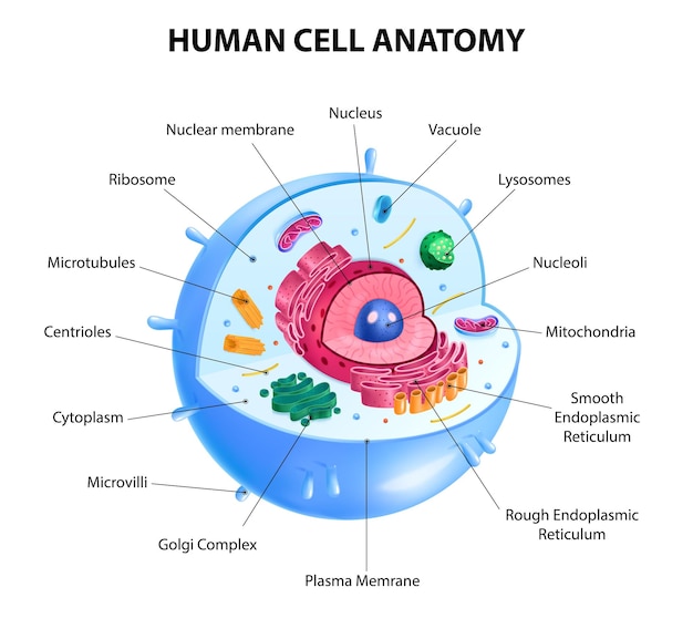 Vector diagrama de anatomía de células humanas realistas ilustración de vector de cartel infográfico