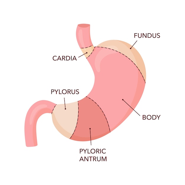 Diagrama de anatomía del estómago humano