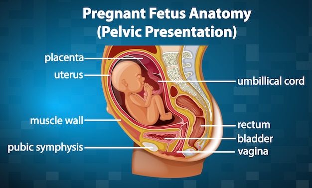 Diagrama de anatomía del feto embarazada