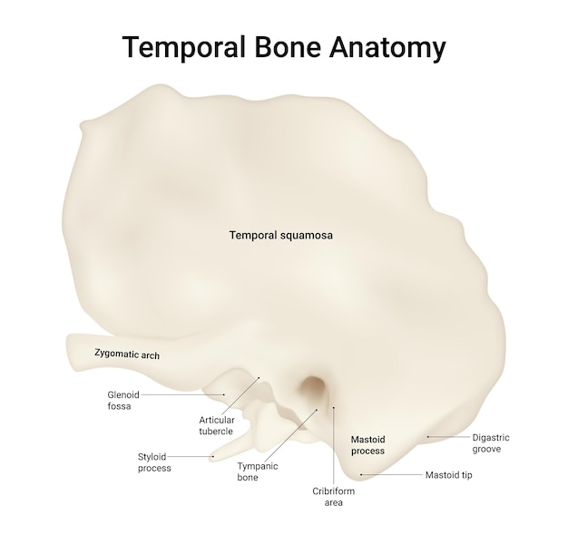 Diagrama de la anatomía del hueso temporal
