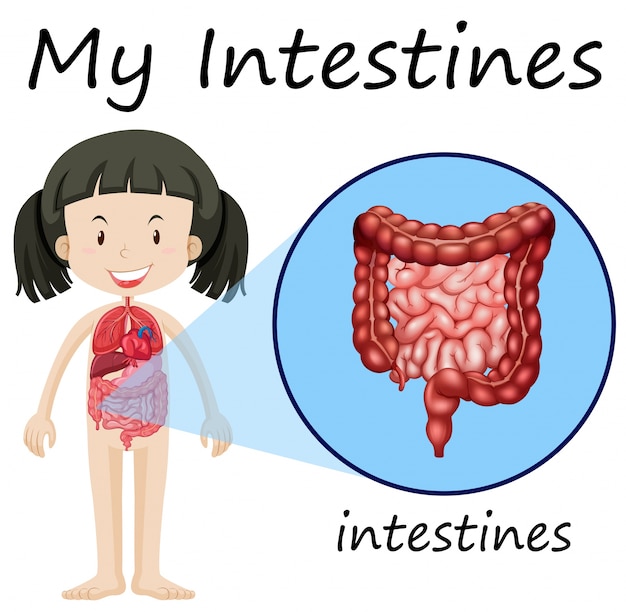 Diagrama de anatomía humana con niña e intestinos