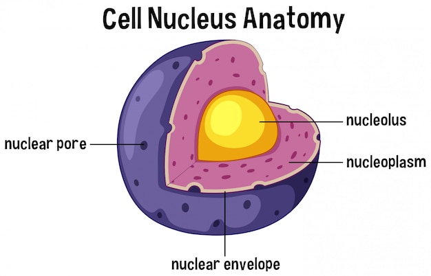 Vector diagrama de anatomía del núcleo celular