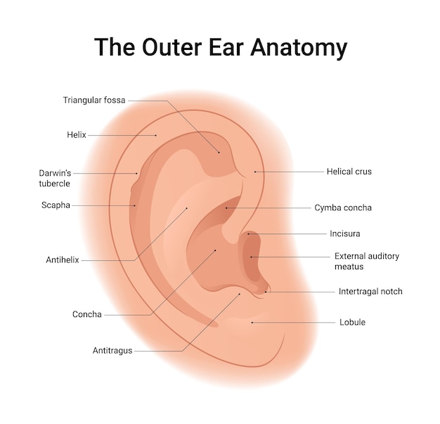 Diagrama de la anatomía del oído externo