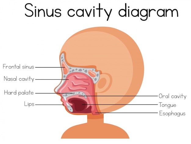 Diagrama de la cavidad del seno humano