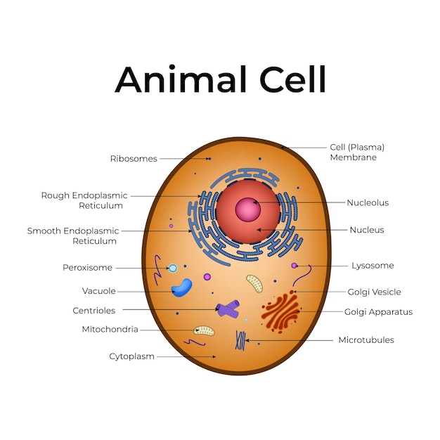 Diagrama de células animales detallado con componentes etiquetados Ilustración vectorial de diseño