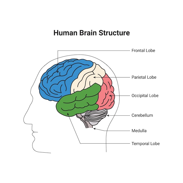 un diagrama de un cerebro humano con la palabra estructura humana en la parte superior