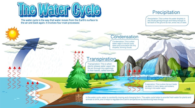 Vector el diagrama del ciclo del agua para la educación científica.