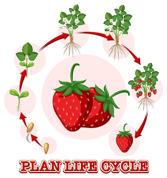 Vector diagrama del ciclo de vida de la fresa.