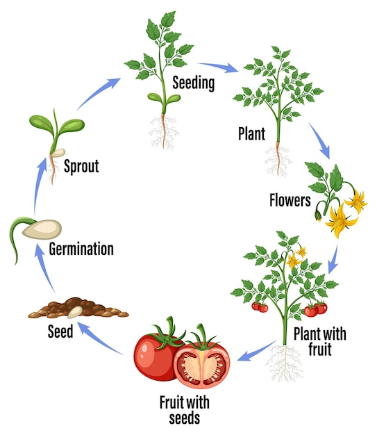 Vector diagrama del ciclo de vida de una planta de tomate