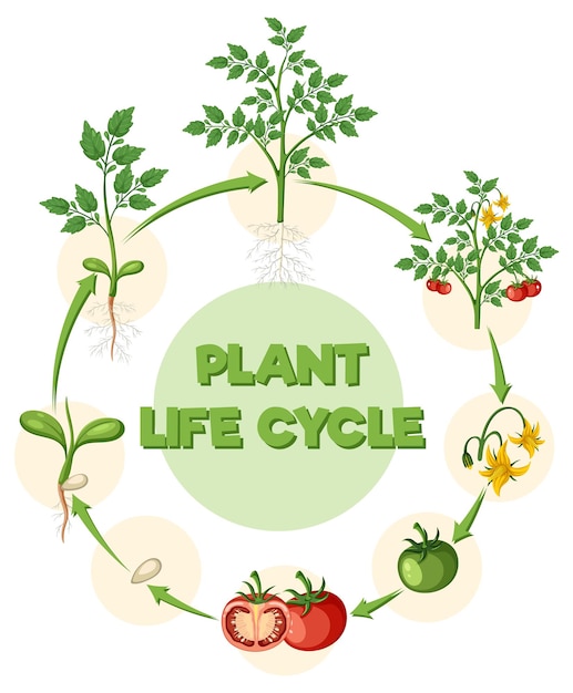 Diagrama del ciclo de vida de una planta de tomate