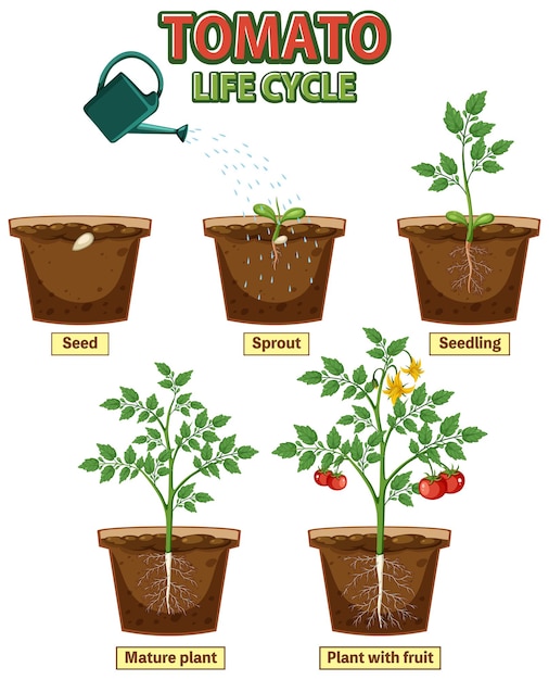 Diagrama del ciclo de vida de la planta de tomate.