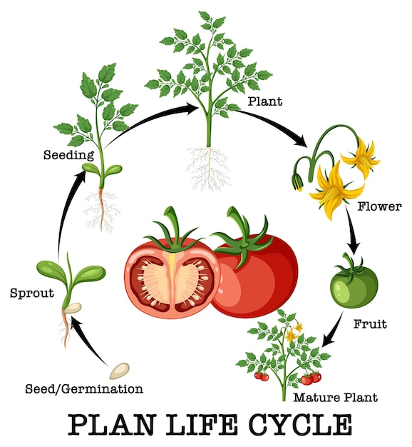 Diagrama del ciclo de vida de una planta de tomate