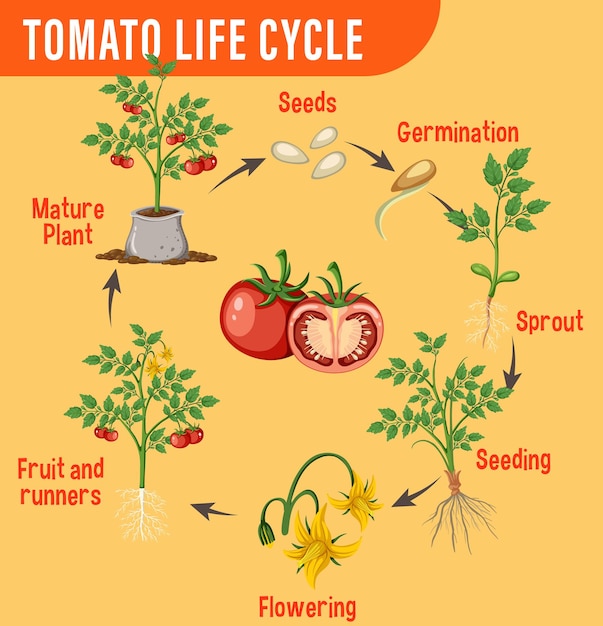 Diagrama del ciclo de vida de una planta de tomate