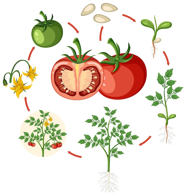 Vector diagrama del ciclo de vida de una planta de tomate