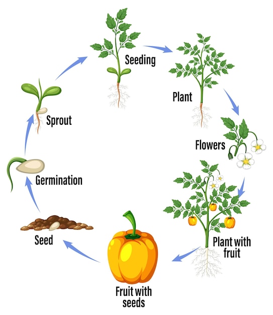 Vector diagrama del ciclo de vida de una planta.