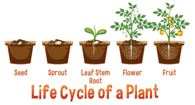 Diagrama del ciclo de vida de una planta.