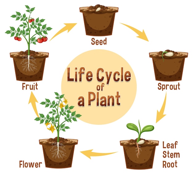 Diagrama del ciclo de vida de una planta.