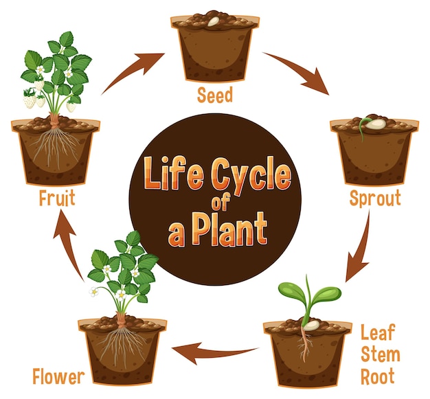 Vector diagrama del ciclo de vida de una planta.