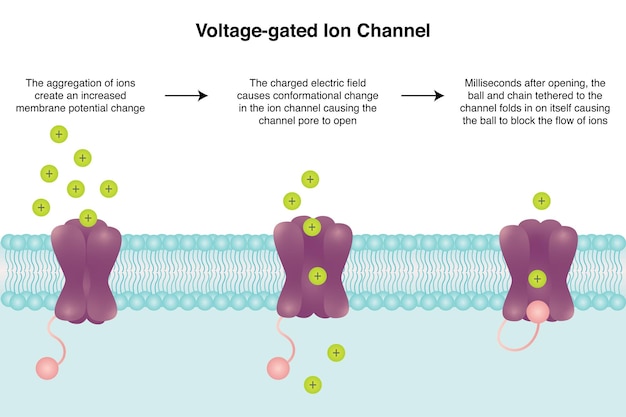 Diagrama de ciencia de ilustración vectorial de canal iónico dependiente de voltaje