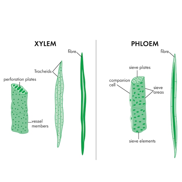 Diagrama de ciencia de ilustración vectorial de xilema y floema