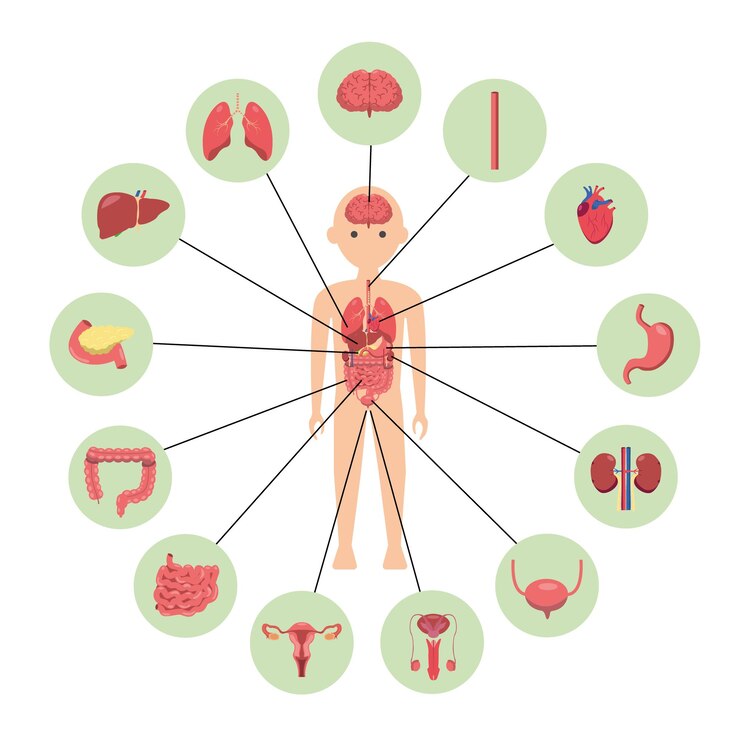 Un diagrama del cuerpo humano con los órganos etiquetados y los órganos.