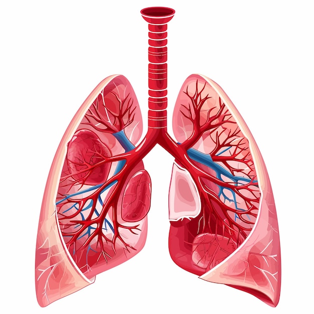 Vector diagrama_de_cáncer_de_pulmón_en_detalles_vector