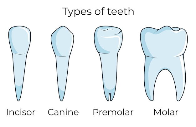 Un diagrama de diferentes tipos de dientes.