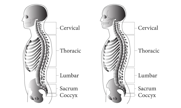 Diagrama de educación médica de biología para el sistema de órganos del cuerpo humano diagrama 100 ilustración vectorial