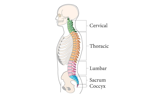 Diagrama de educación médica de biología para el sistema de órganos del cuerpo humano diagrama 100 ilustración vectorial