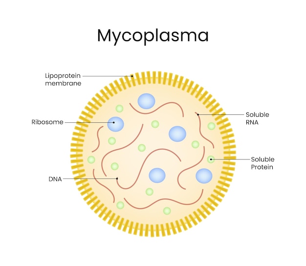 Diagrama de la estructura celular del micoplasma