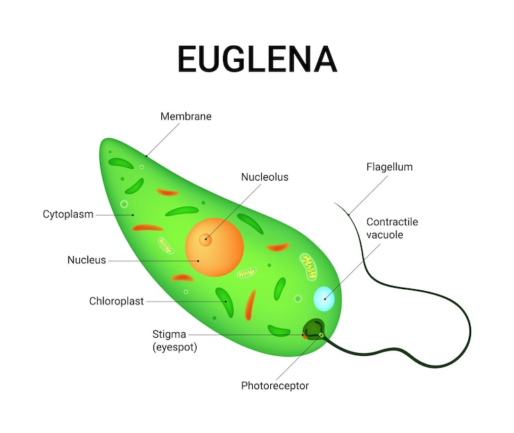 Vector diagrama de la estructura de las células de euglena