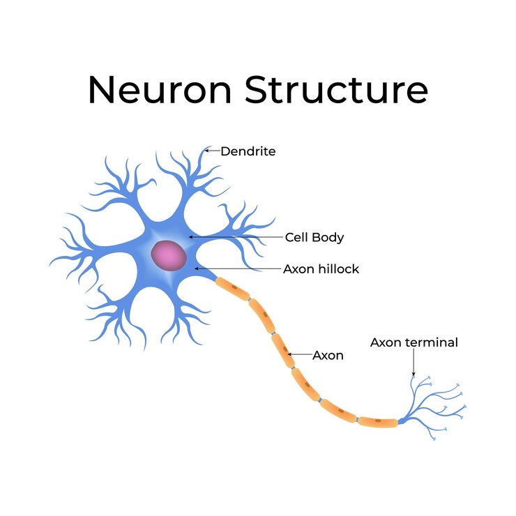 Vector diagrama de estructura neuronal diseño ilustración vectorial