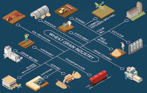 Diagrama de flujo de la industria del grano de trigo con información sobre la siembra de fertilizantes químicos, la pulverización, la cosecha, el transporte, la clasificación, el elevador, la molienda de granos, los elementos isométricos, la ilustración vectorial.